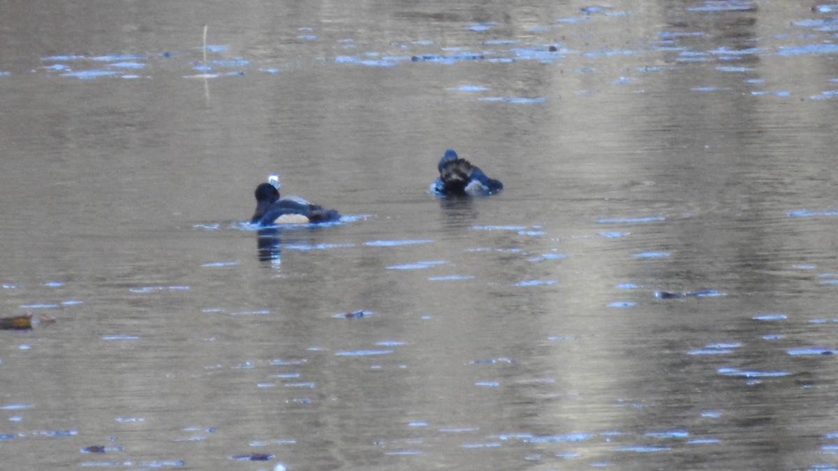 Ring-necked Duck - ML645960158