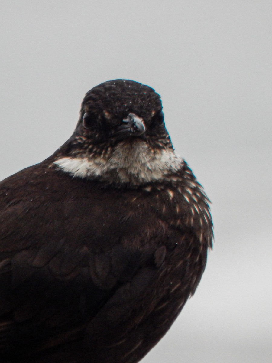 Seaside Cinclodes - ML645960165