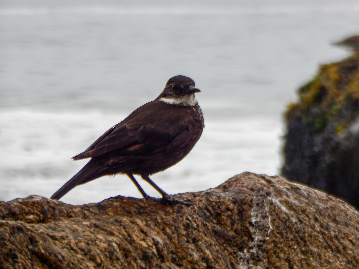 Seaside Cinclodes - ML645960166