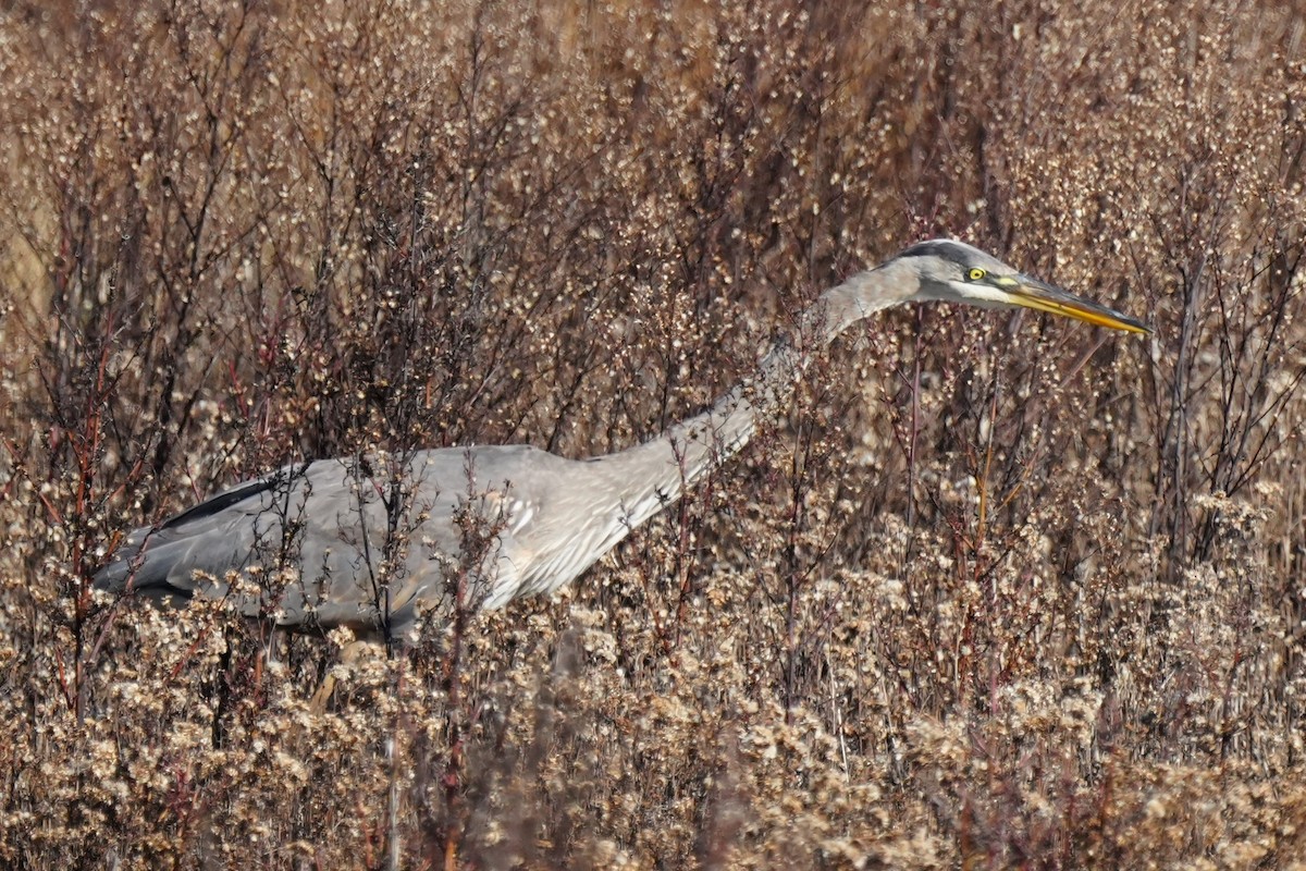 Большая голубая цапля - ML645960167