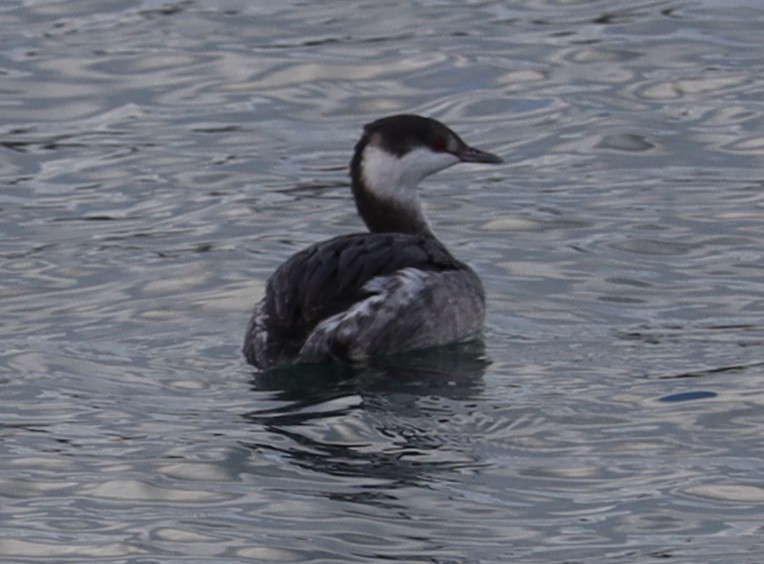 Txilinporta urrebelarria - ML645960179