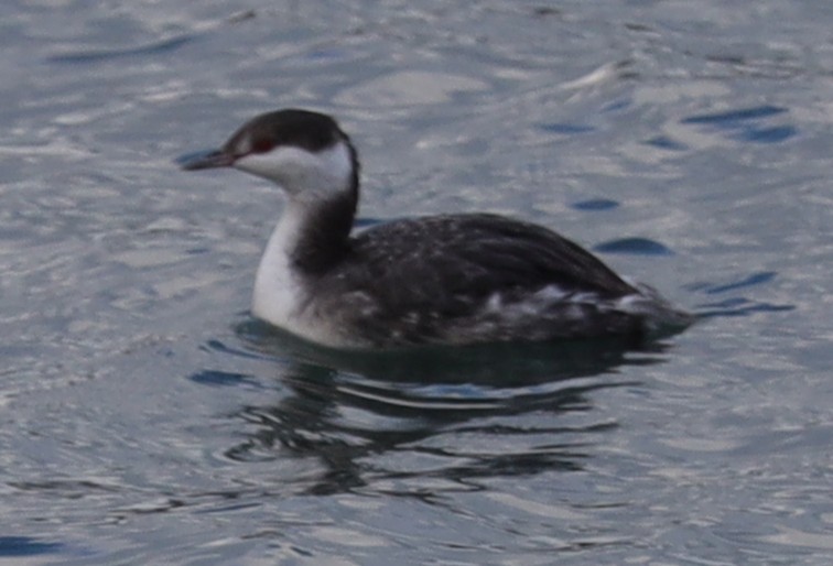 Txilinporta urrebelarria - ML645960180