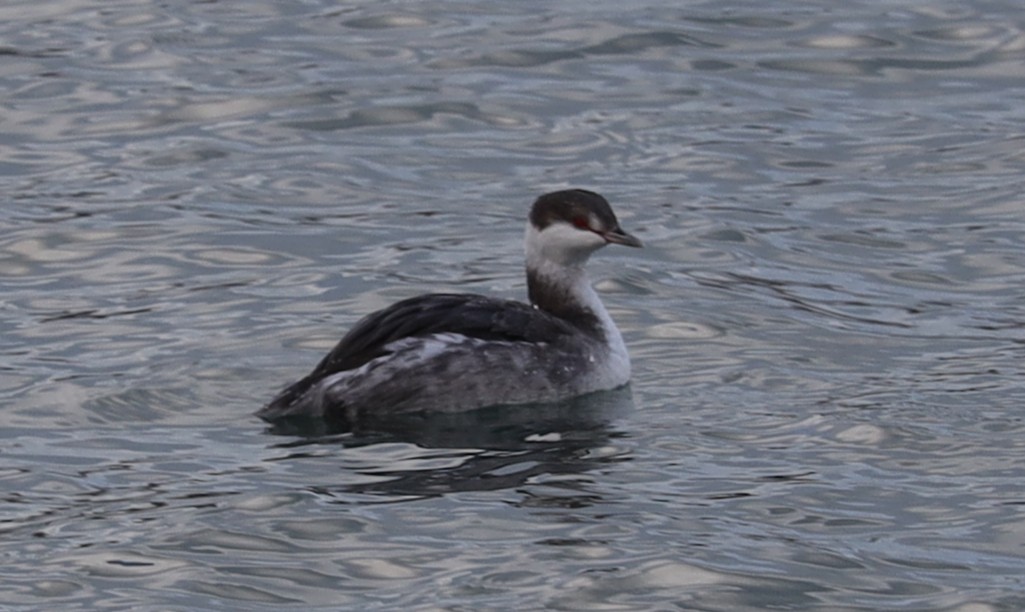 Txilinporta urrebelarria - ML645960181