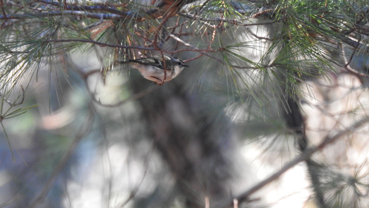 Erregetxo amerikarra - ML645960182