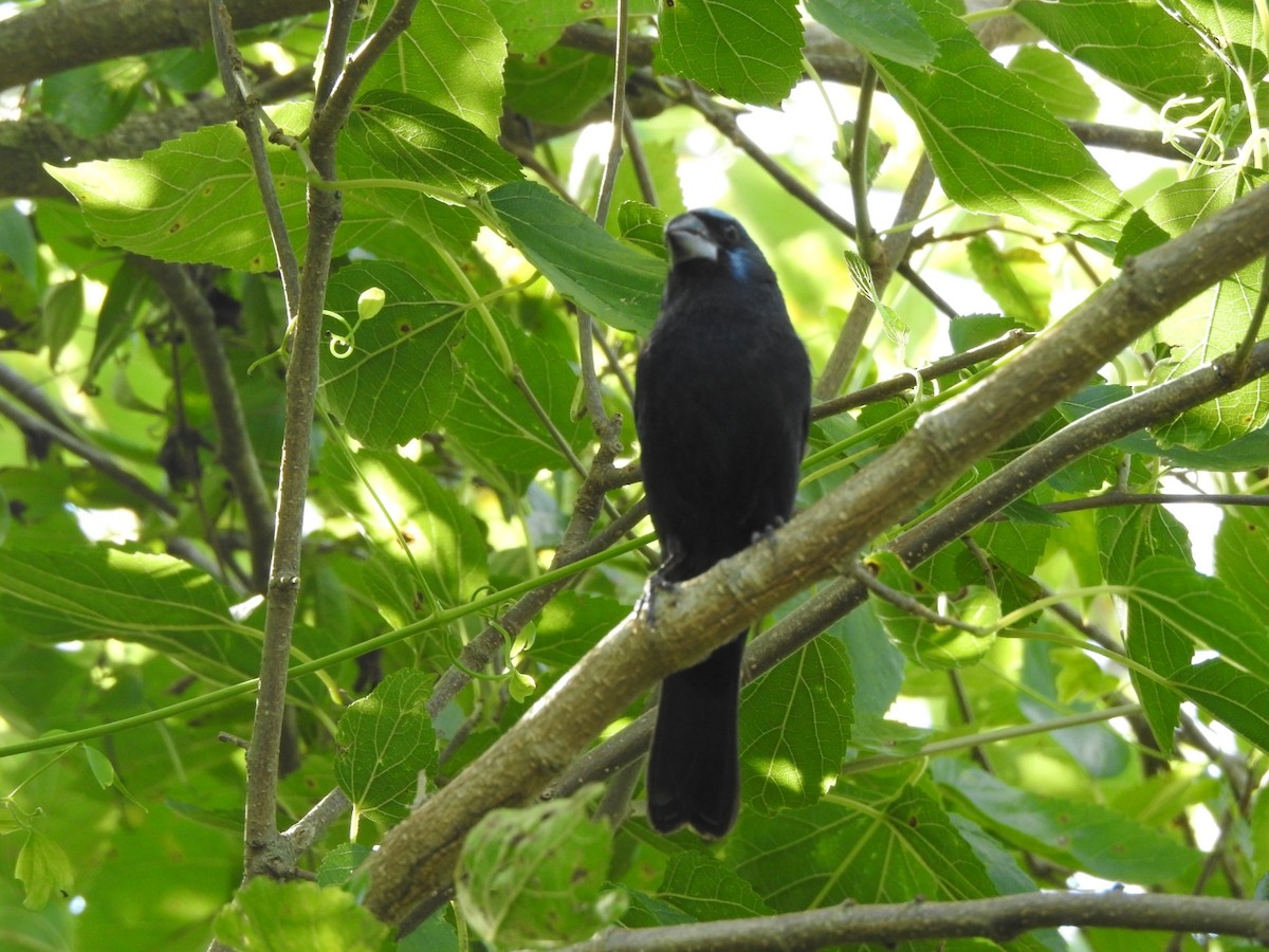 Ультрамариновая гуирака - ML645960185