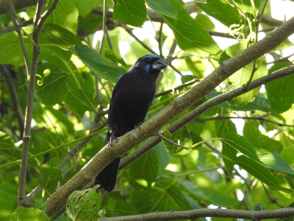 Ультрамариновая гуирака - ML645960186