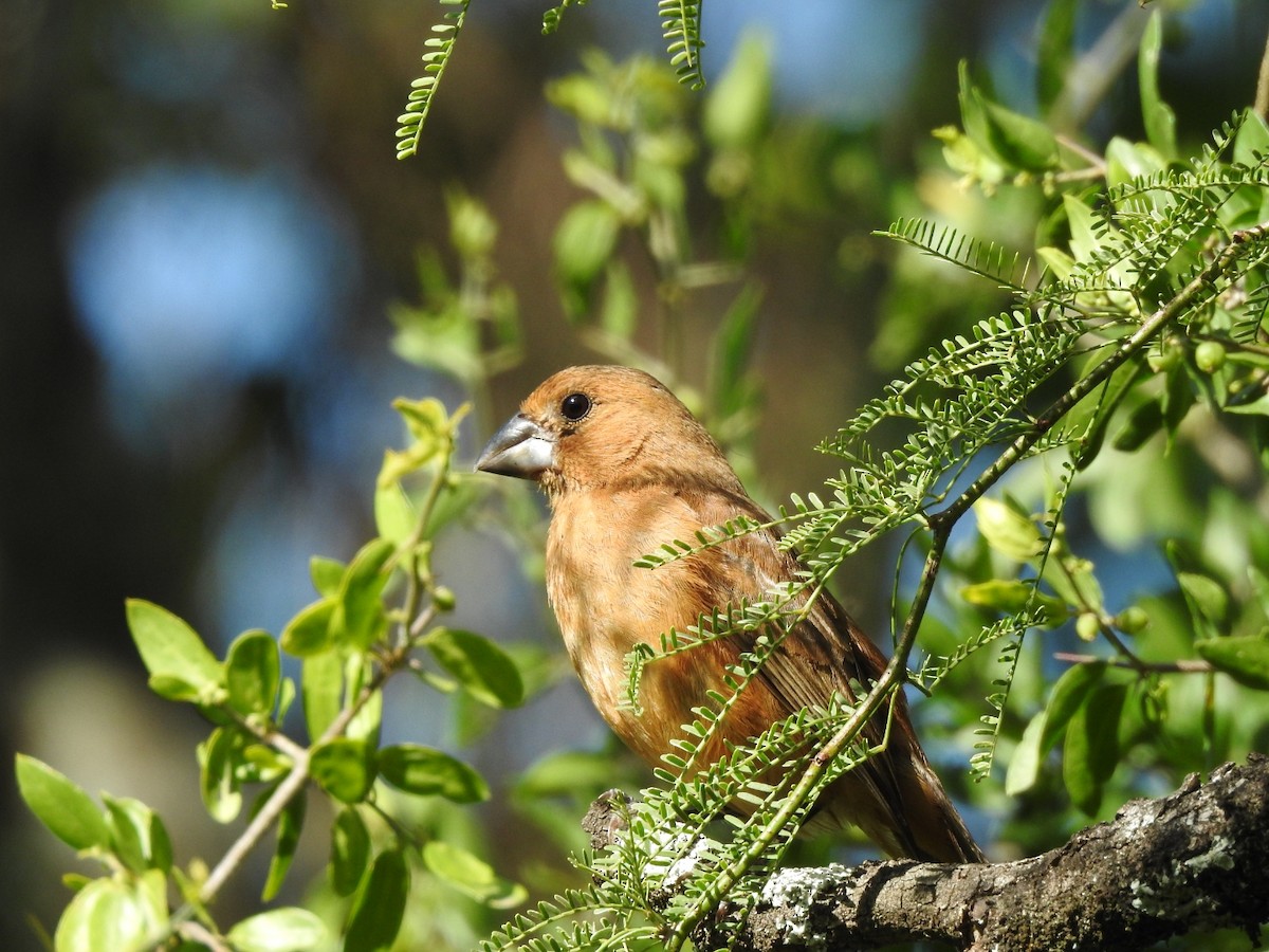 Ультрамариновая гуирака - ML645960188