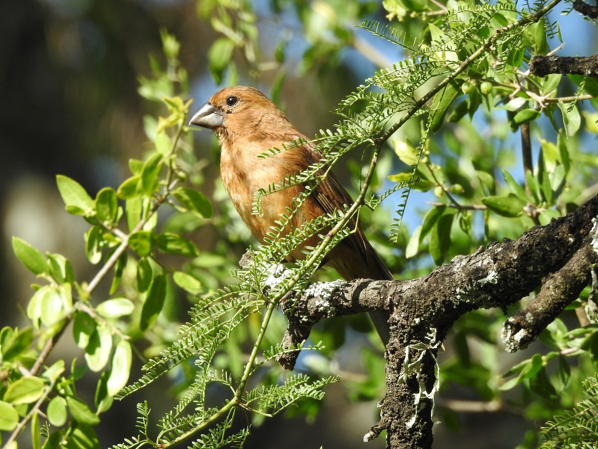 Ультрамариновая гуирака - ML645960189