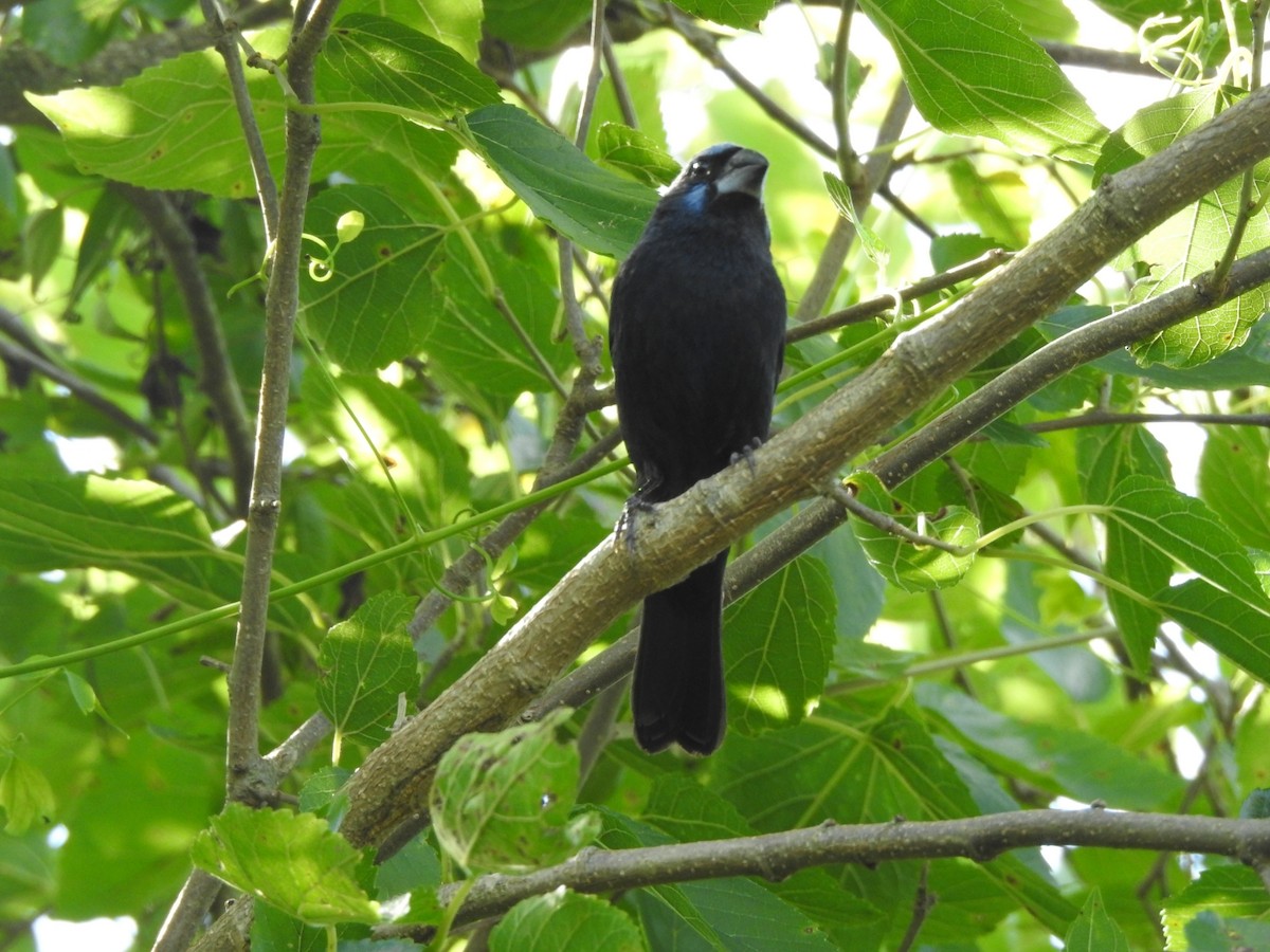 Ультрамариновая гуирака - ML645960190