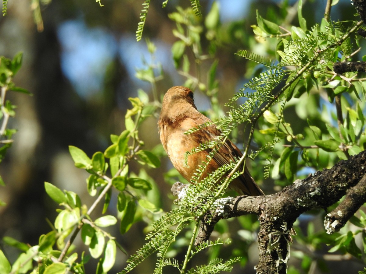 Ультрамариновая гуирака - ML645960191