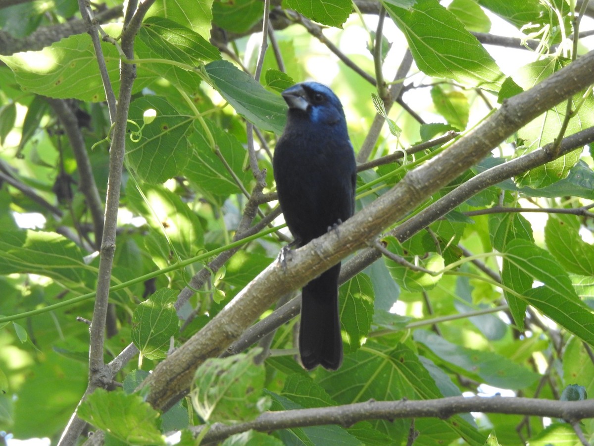 Ультрамариновая гуирака - ML645960192