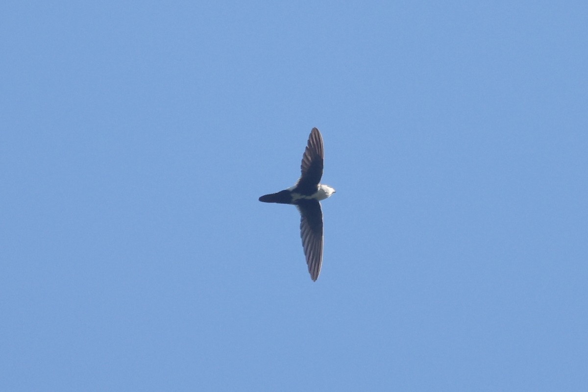 Белобокий стриж - ML645960193