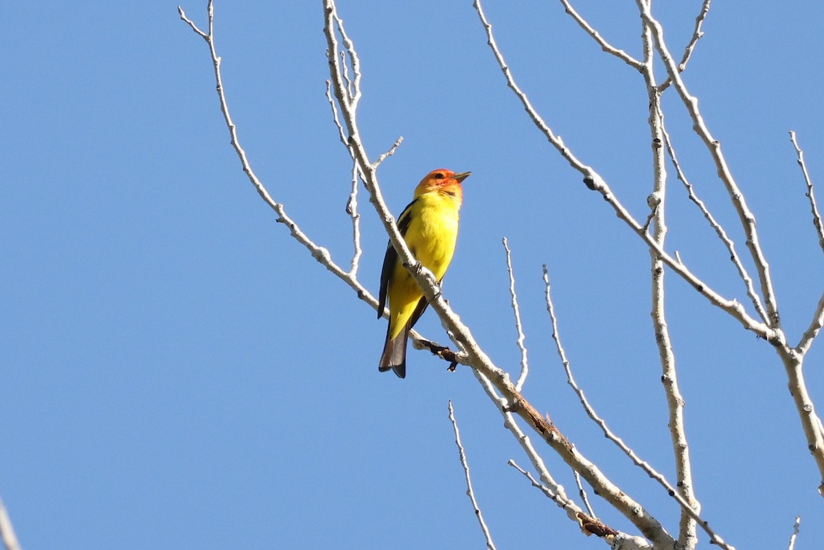 Желтоплечая пиранга - ML645960196