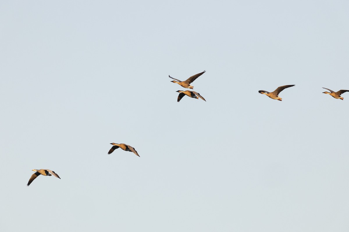 Гуска китайська - ML645960198