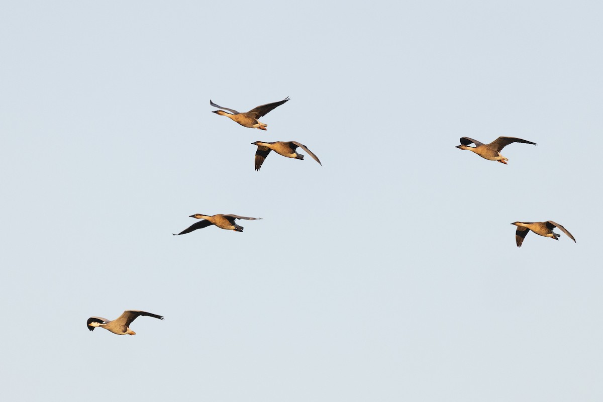 Гуска китайська - ML645960199