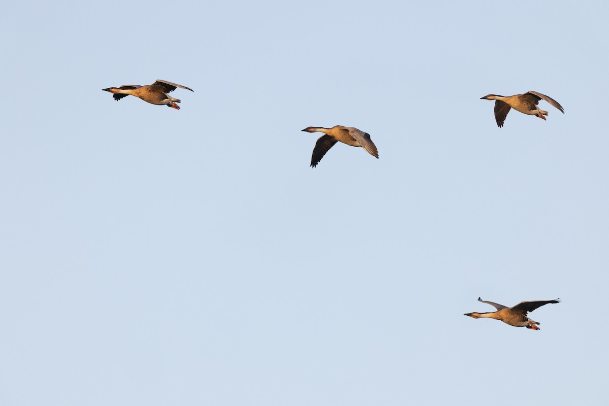 Гуска китайська - ML645960200