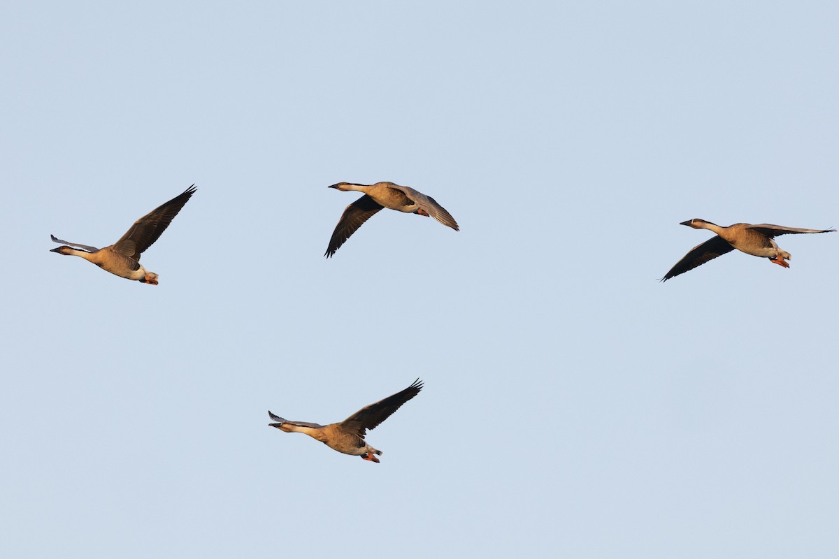 Гуска китайська - ML645960201