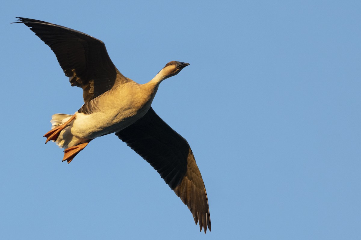 Гуска китайська - ML645960202