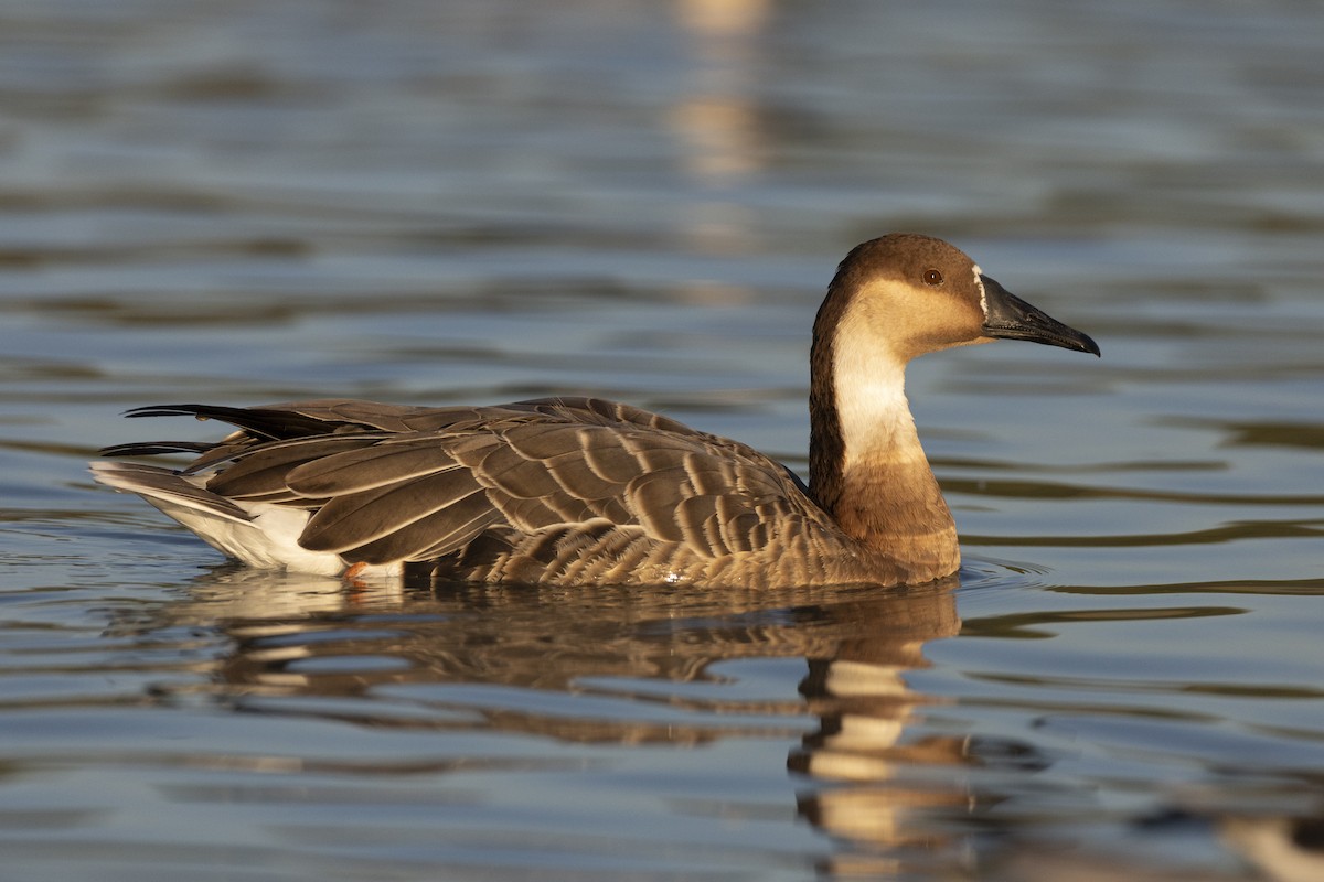 Гуска китайська - ML645960203