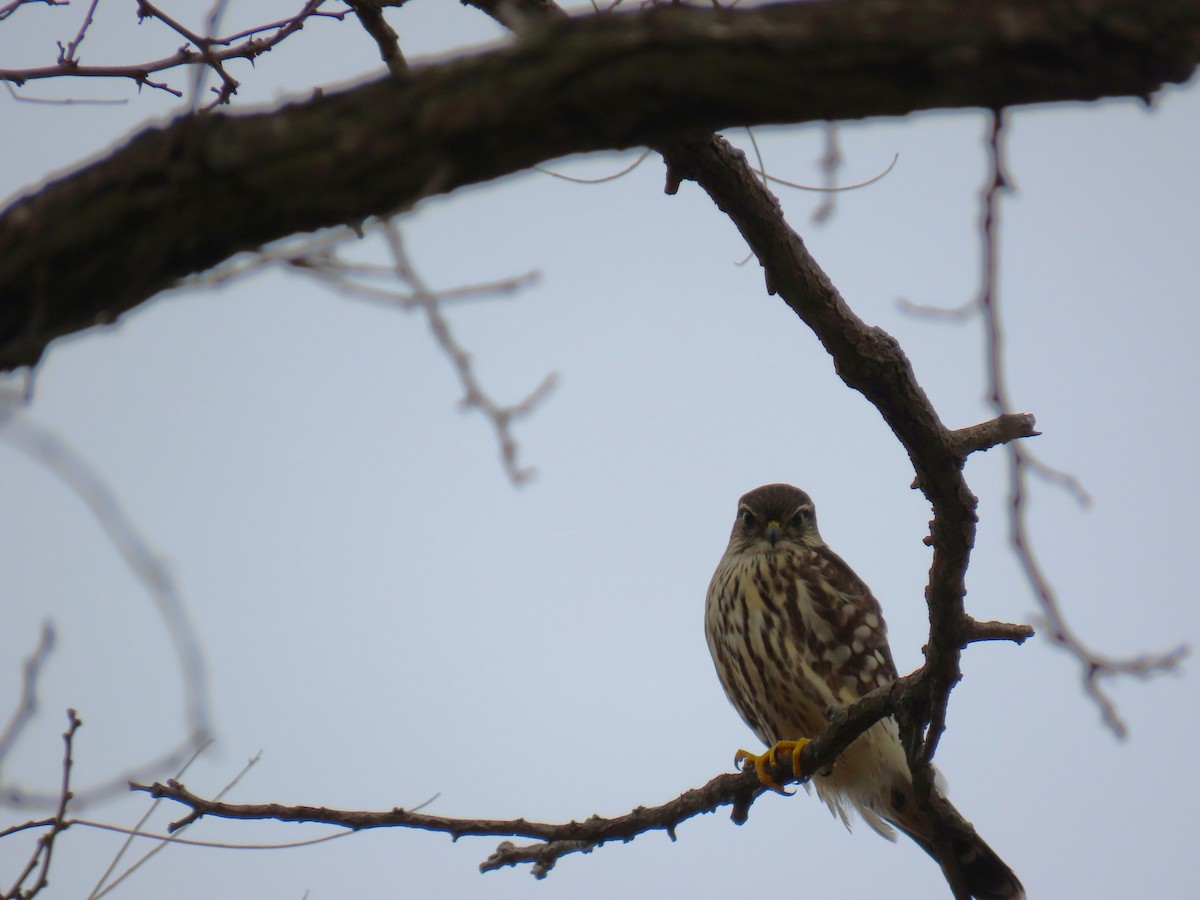 Дербник - ML645960204