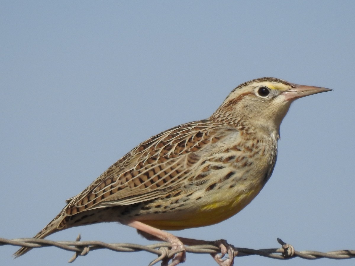 Западный луговой трупиал - ML645960205