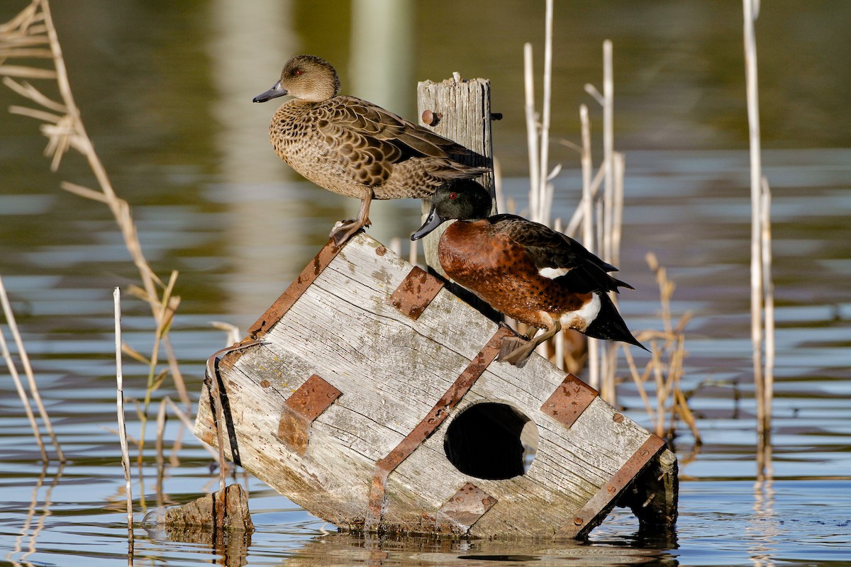 Каштановый чирок - ML645960206