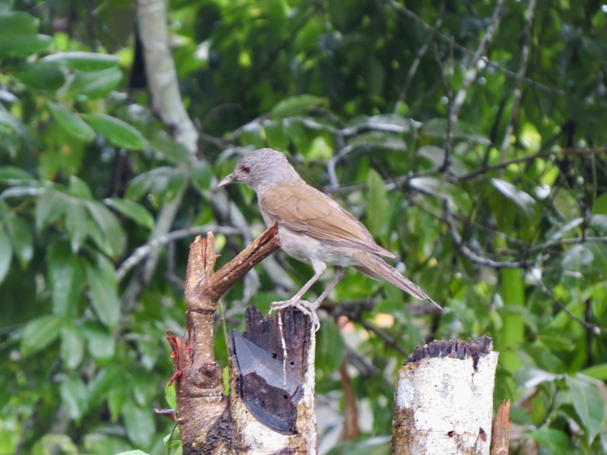 Бледногрудый дрозд - ML645960207