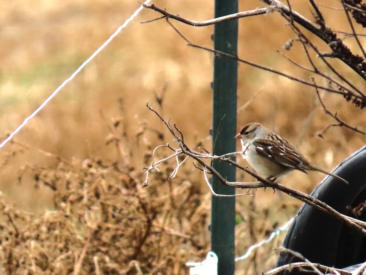 Белобровая овсянка - ML645960209