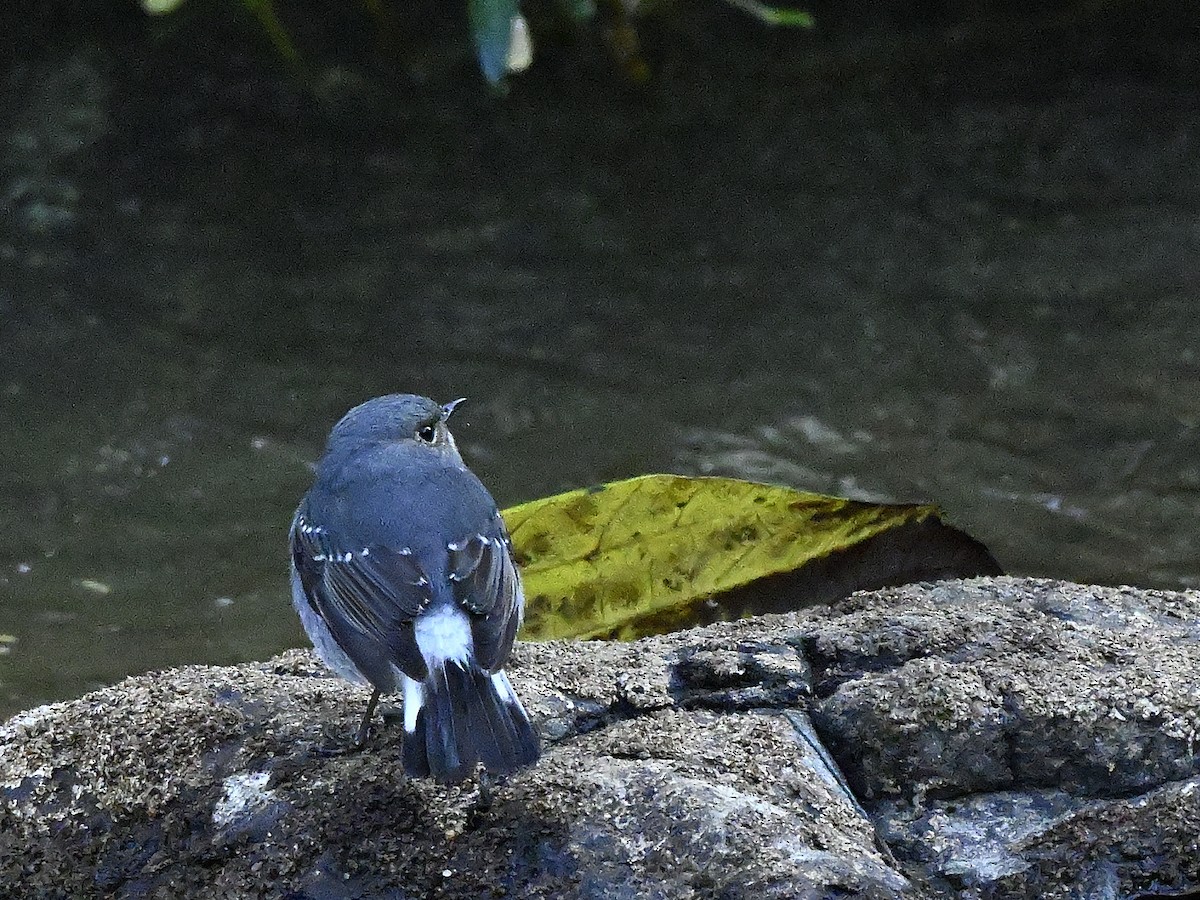 Сизая горихвостка - ML645960210