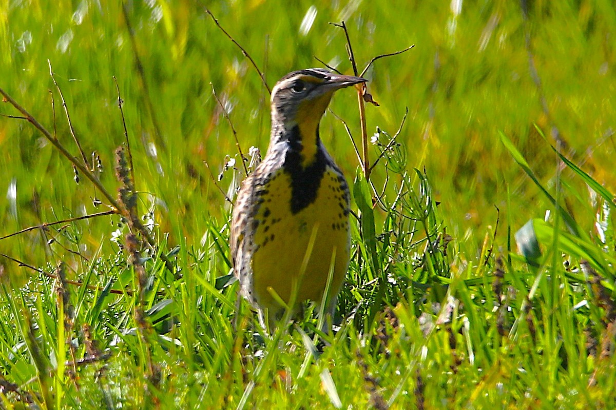 Западный луговой трупиал - ML645960211