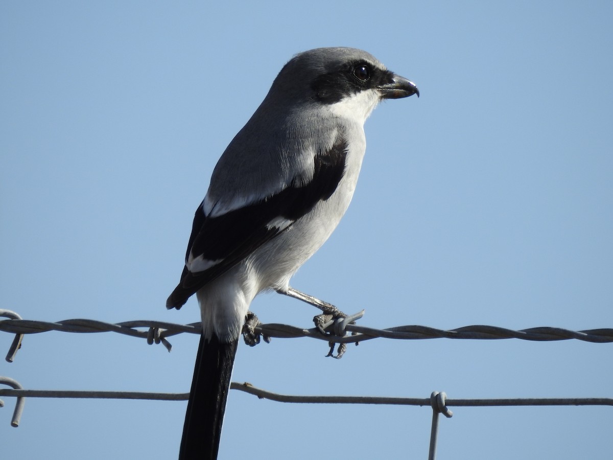 Американский сорокопут - ML645960212