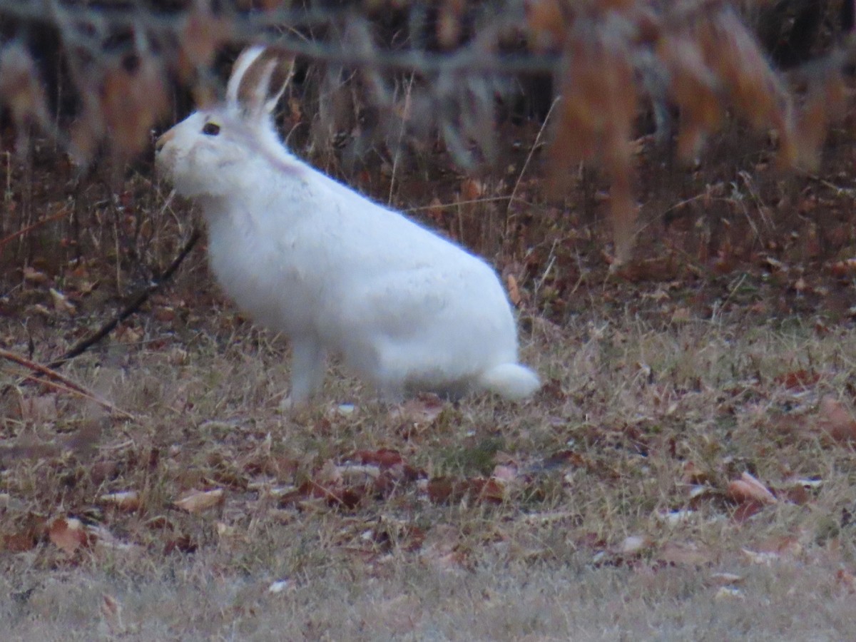 White-tailed Jackrabbit - ML645960213