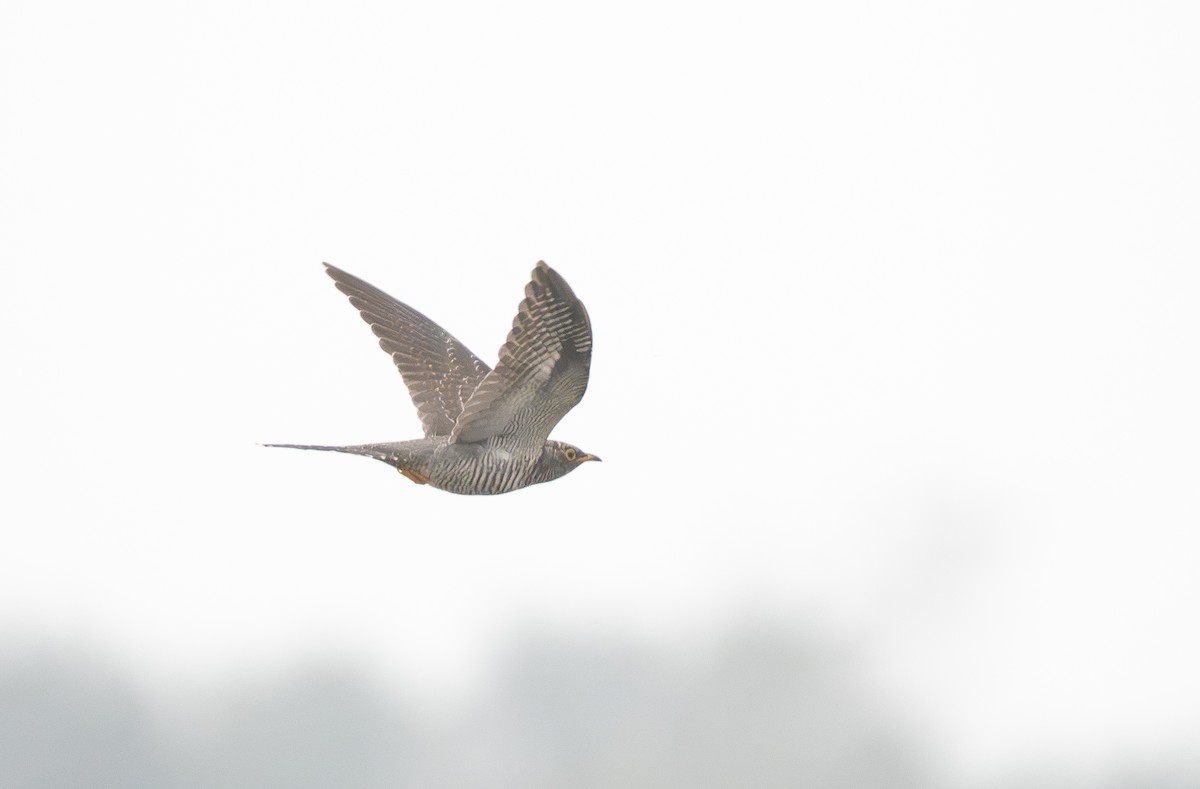 Кукушка - ML645960214