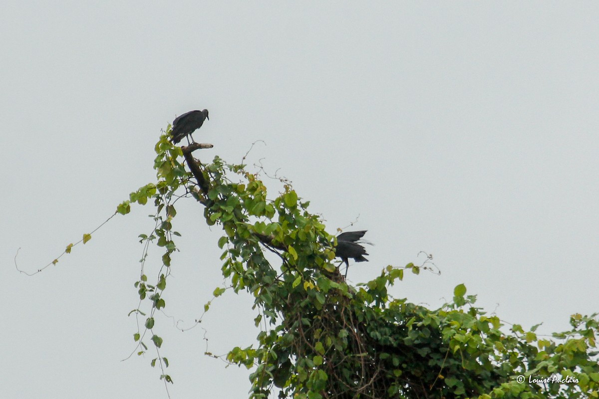 Чёрная катарта - ML645960215