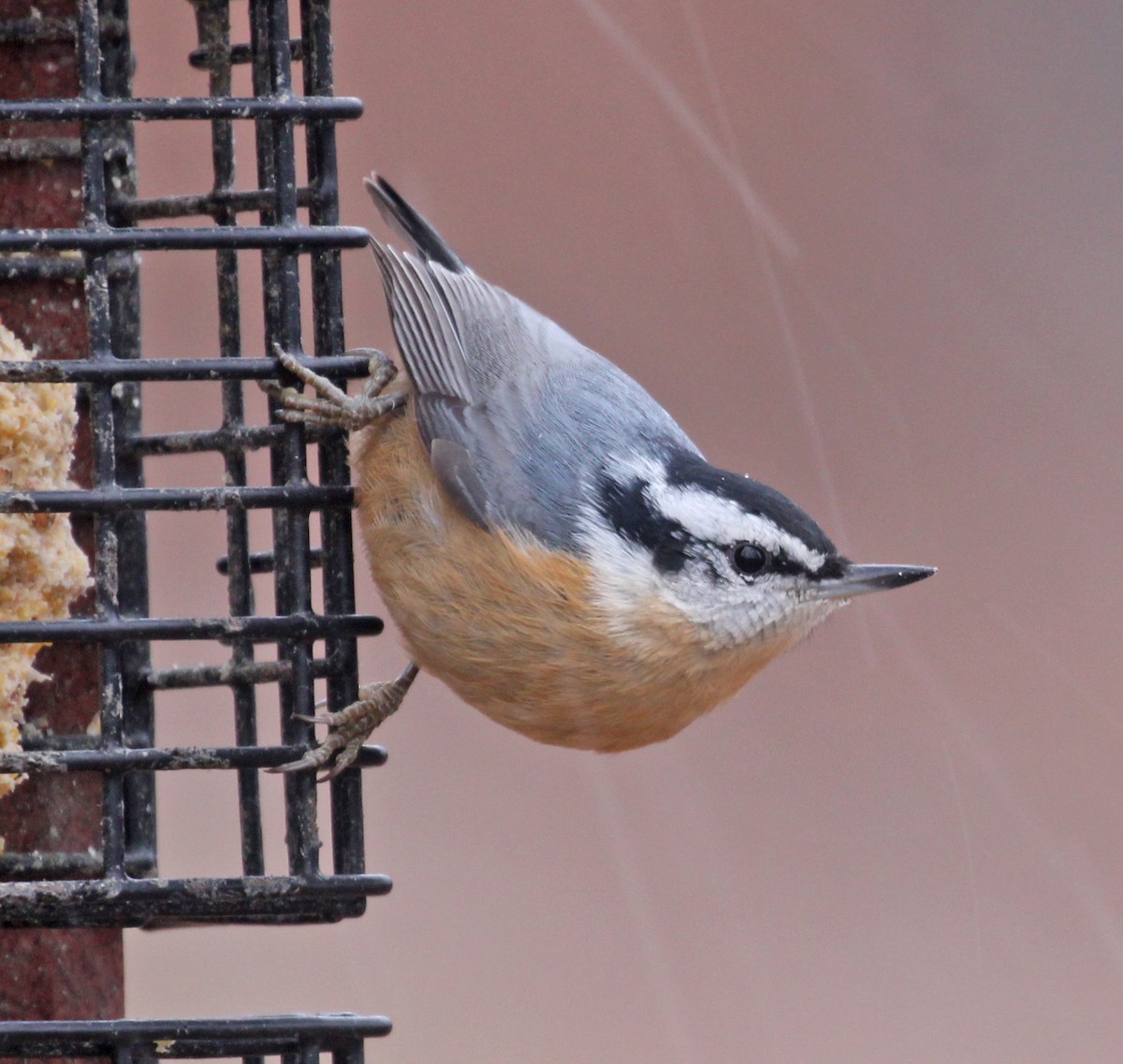 Канадский поползень - ML645960221