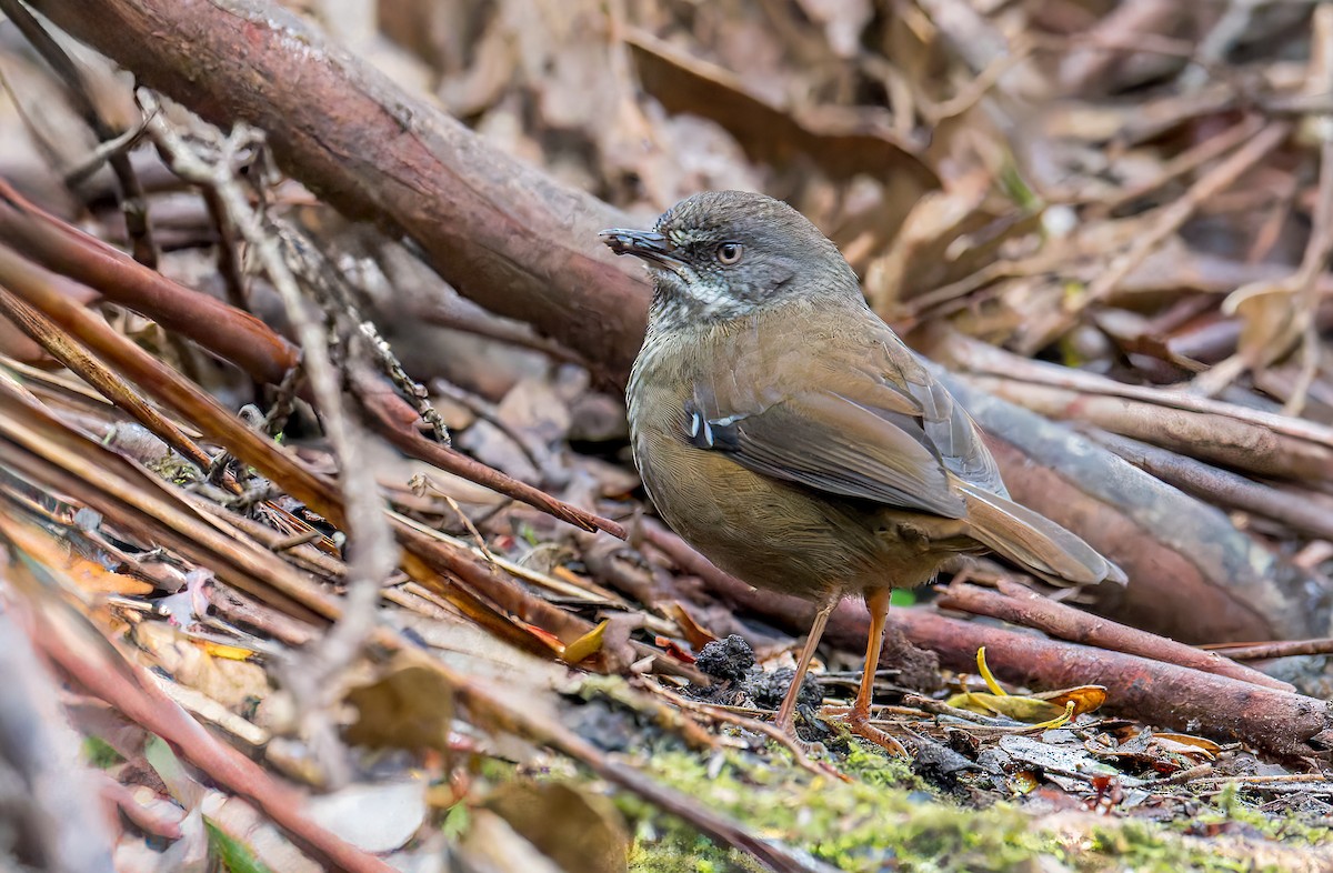 Tasmanian Scrubwren - ML645960222
