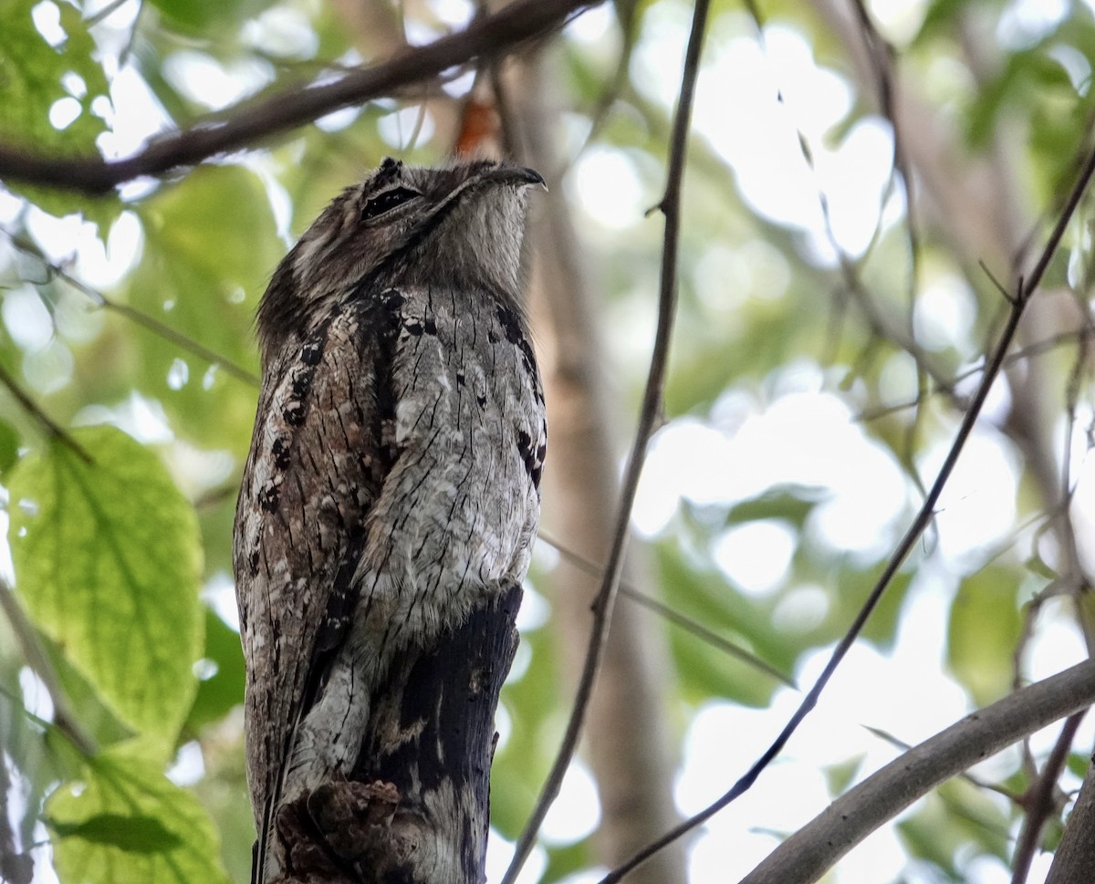 Northern Potoo - ML645960226