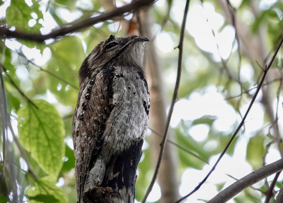 Northern Potoo - ML645960227