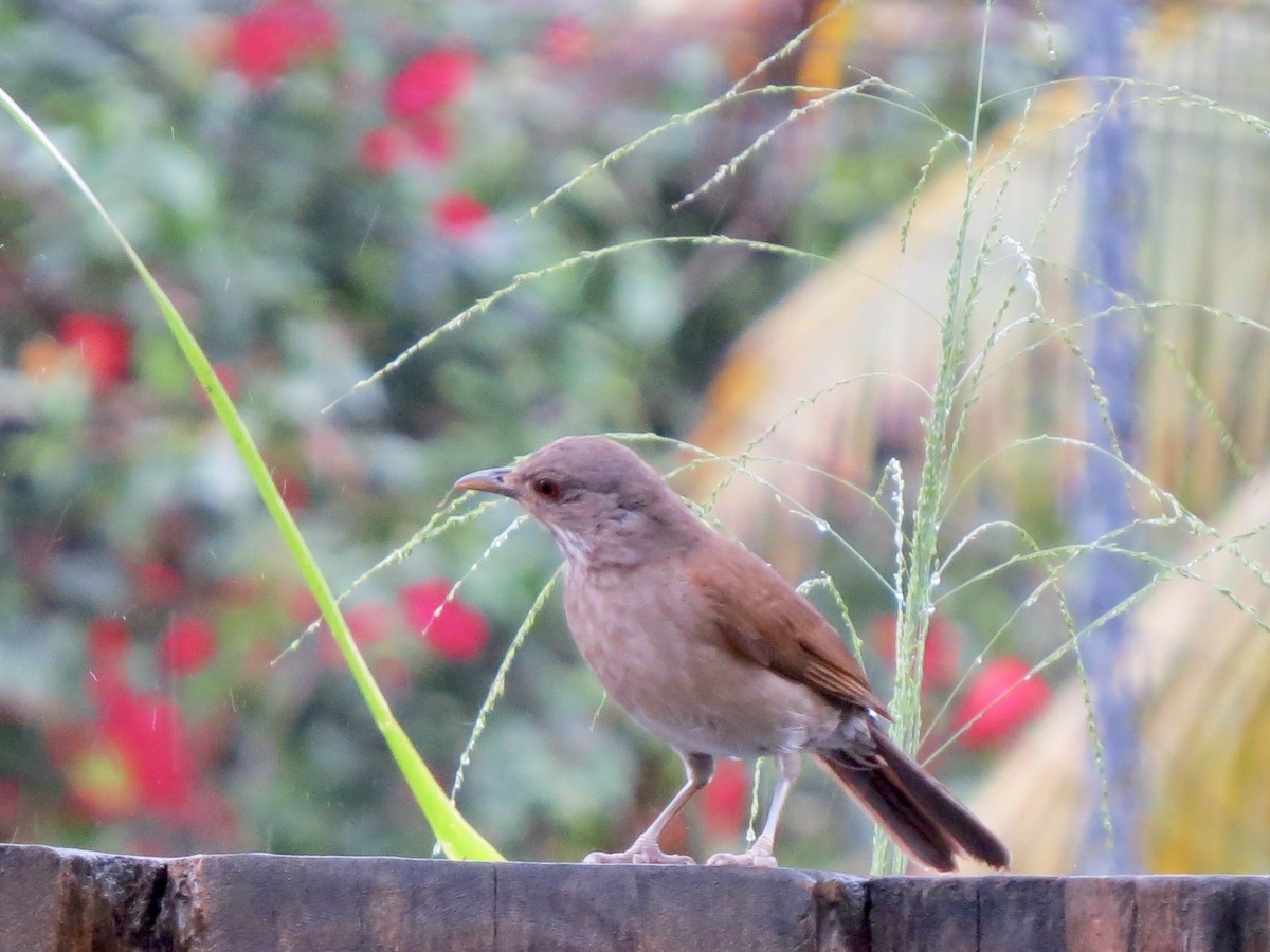 Zorzal Sabiá - ML645960229