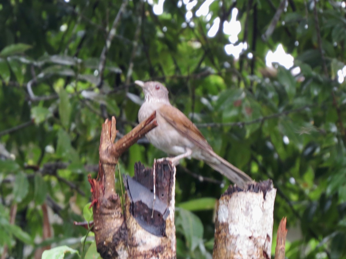 Zorzal Sabiá - ML645960230