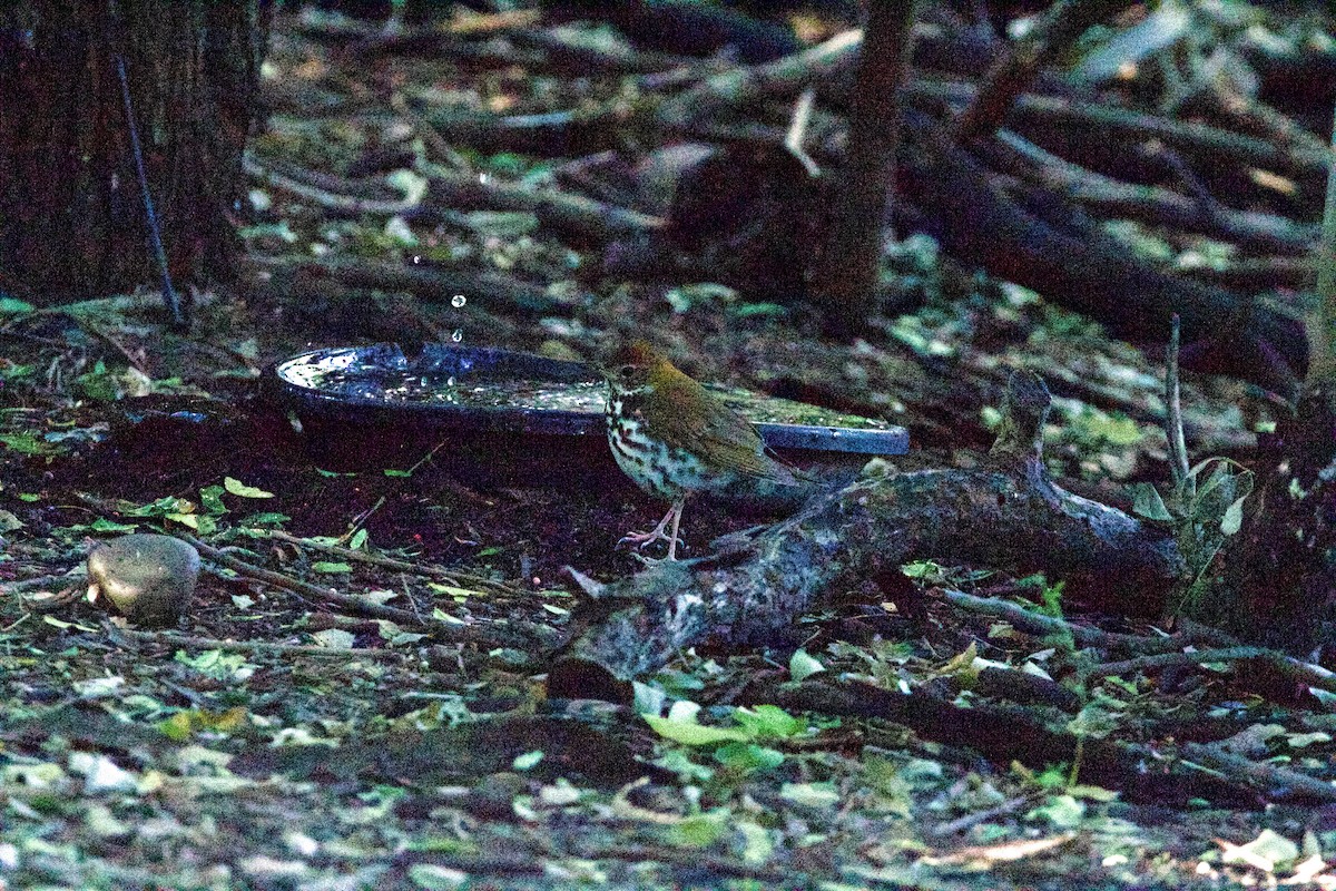 Wood Thrush - ML645960232