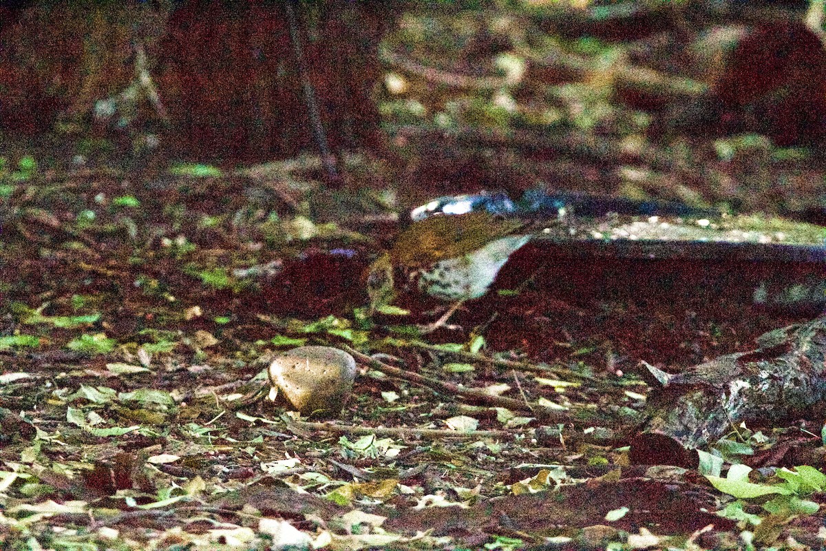 Wood Thrush - ML645960233