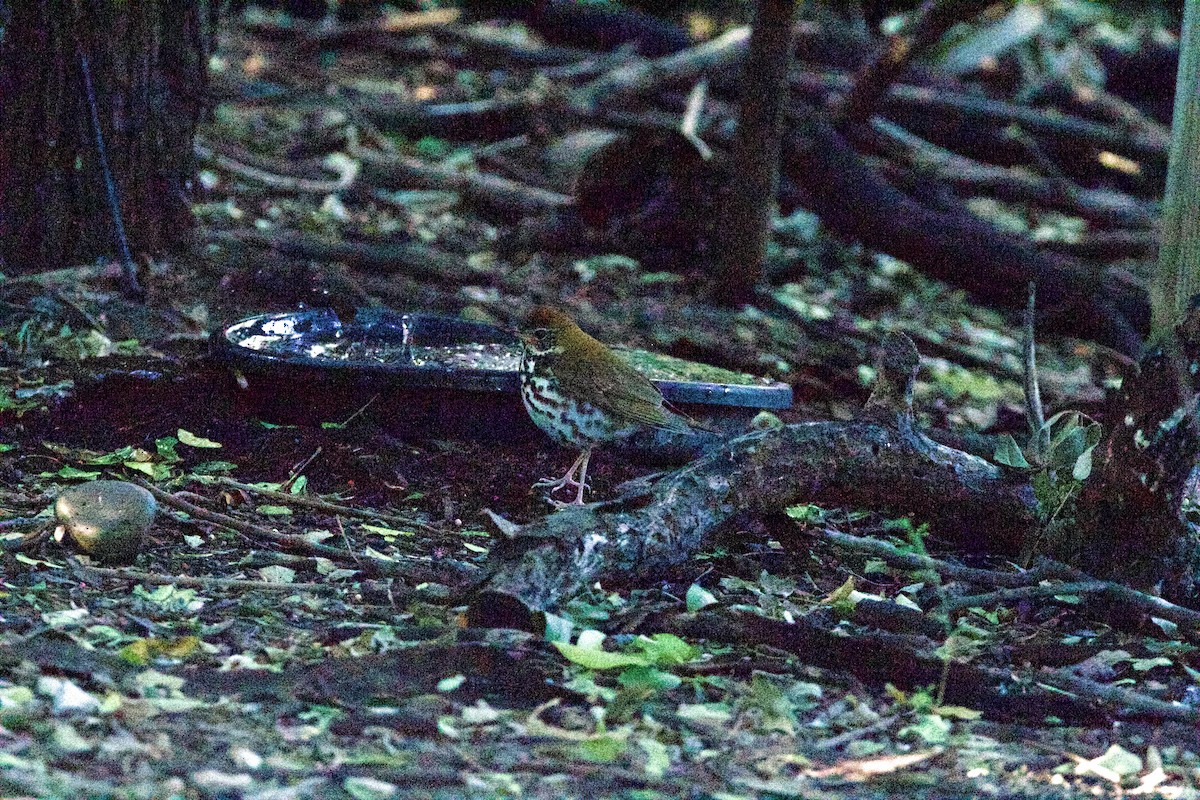 Wood Thrush - ML645960234