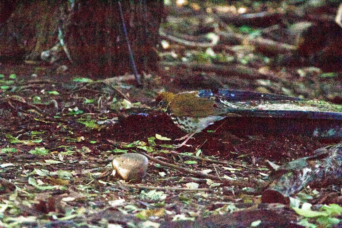 Wood Thrush - ML645960235