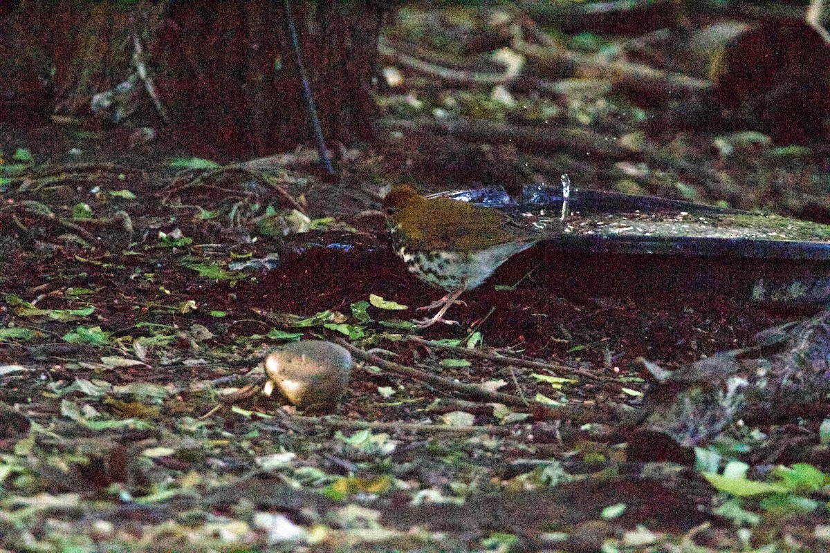 Wood Thrush - ML645960236