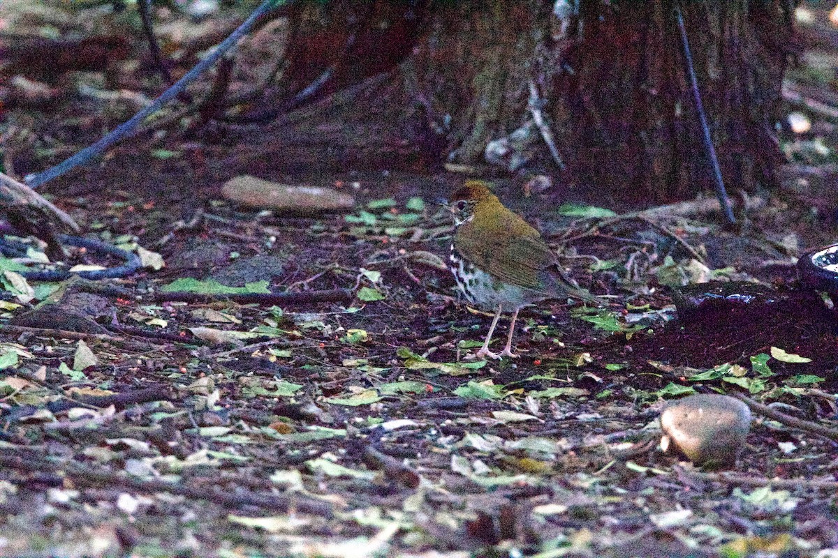 Wood Thrush - ML645960237