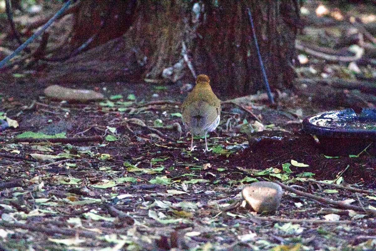 Wood Thrush - ML645960239