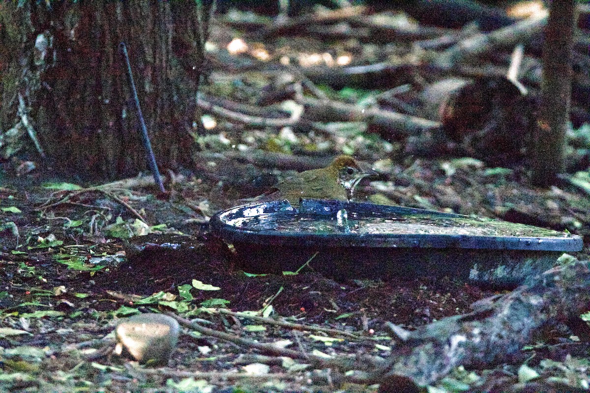 Wood Thrush - ML645960242