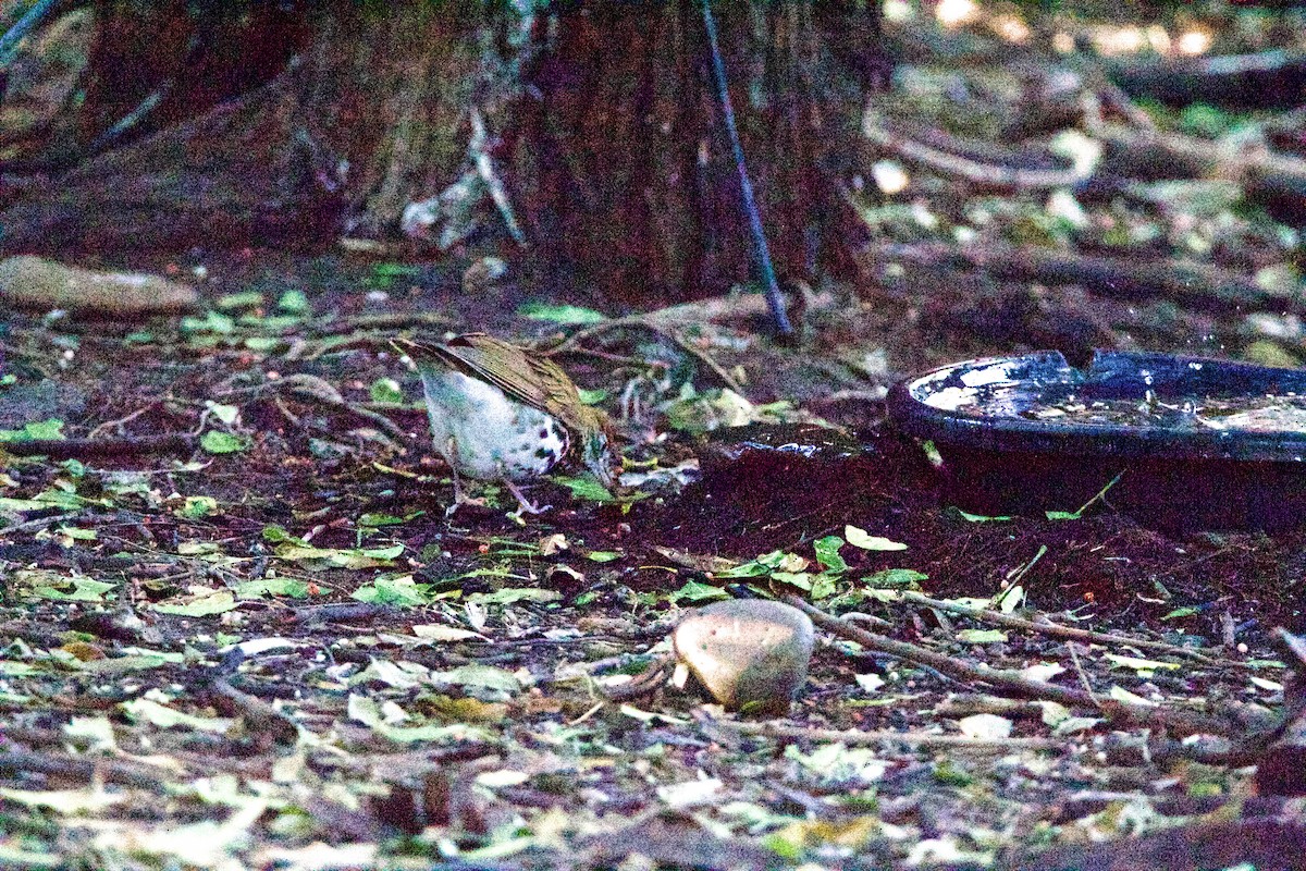 Wood Thrush - ML645960243