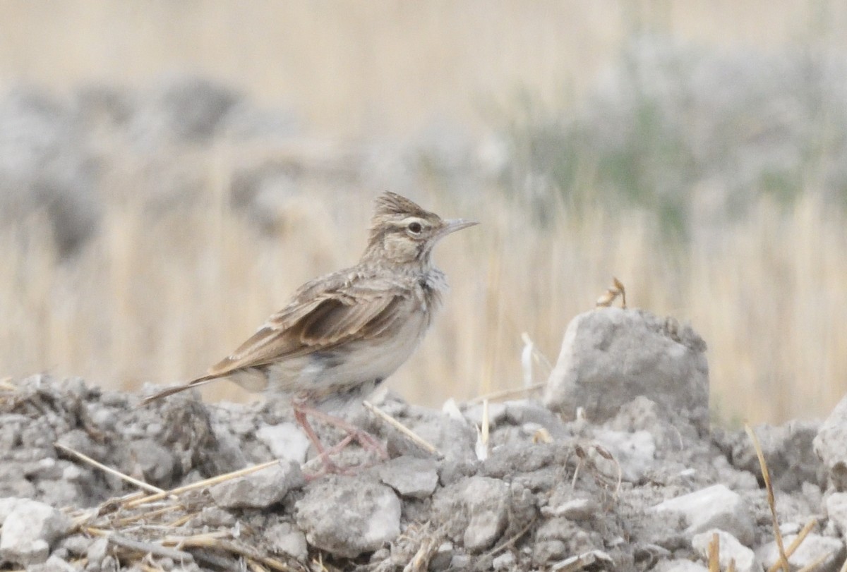 Crested Lark - ML645960252